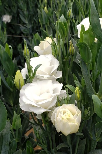 Lisianthus White 